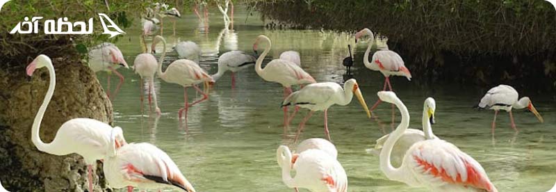 باغ پرندگان کیش کجاست؟