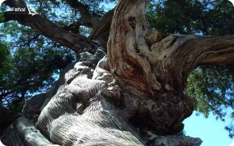 درخت سرو کهنسال روستای باغ فراگرد درخت سرو کهنسال روستای باغ فراگرد