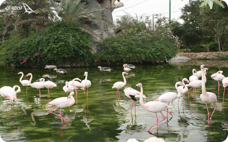 باغ پرندگان مشهد باغ پرندگان مشهد