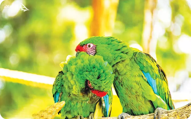 طوطی باغ پرندگان کیش