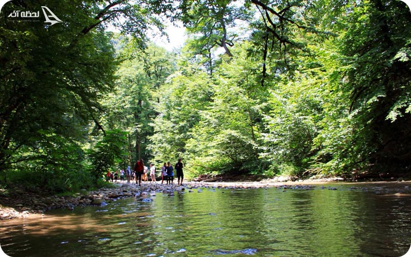 جنگل جیغ جنگل جیغ