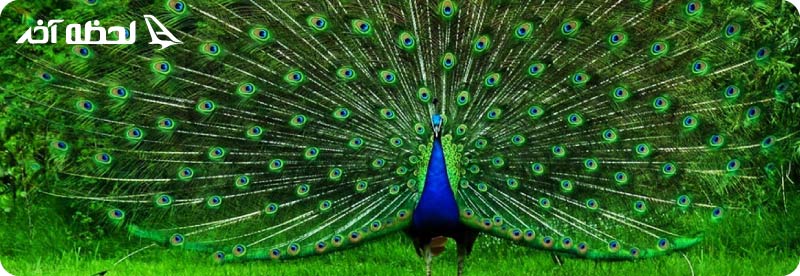 گونه های باغ پرندگان کیش