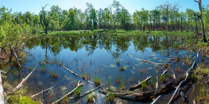 مرداب دیوک | گونههای گیاهی و جانوری + تجهیزات + زمان سفر